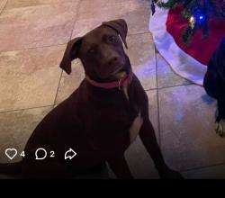 Lost Female Dog last seen Near Roucourt loop college station Texas, College Station, TX 77845