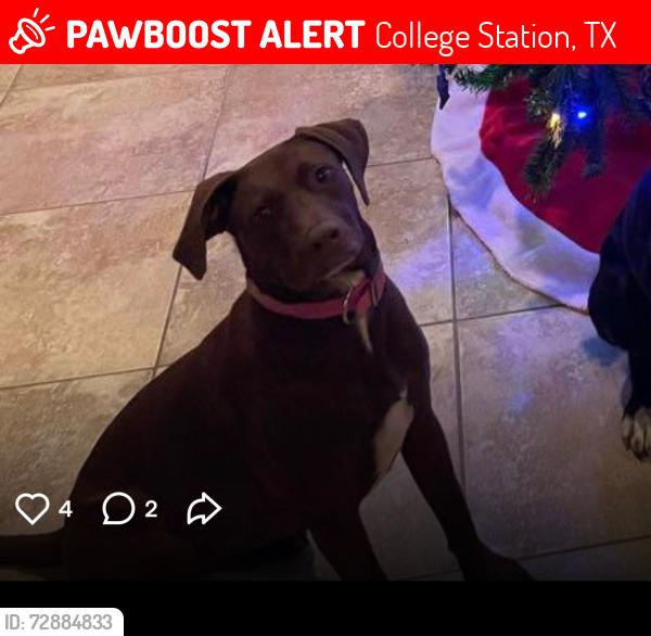 Lost Female Dog last seen Near Roucourt loop college station Texas, College Station, TX 77845
