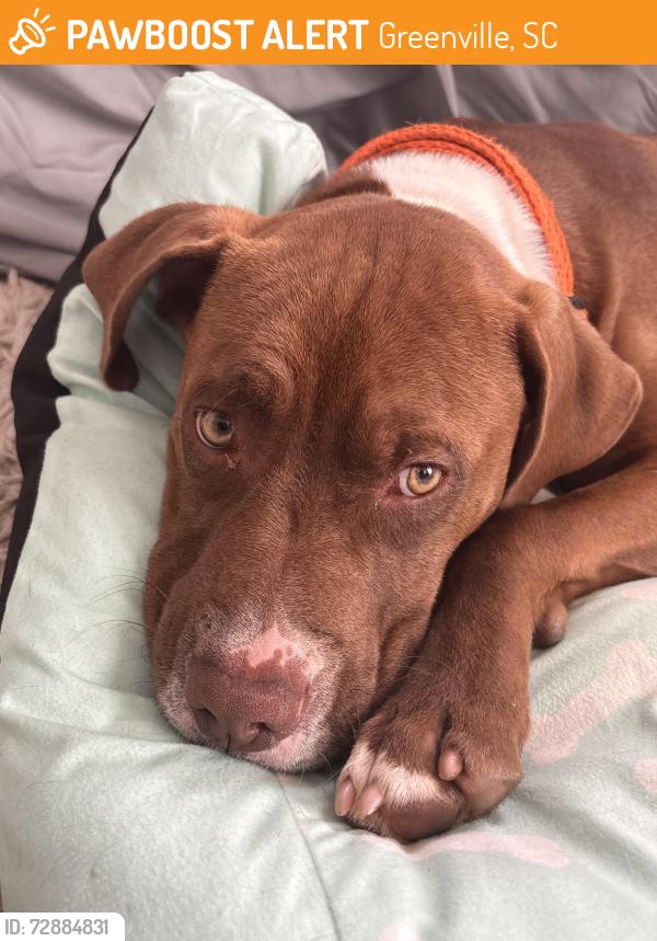 Found/Stray Male Dog last seen Congaree Rd, Greenville, SC 29607