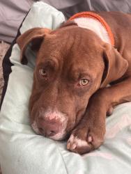 Found/Stray Male Dog last seen Congaree Rd, Greenville, SC 29607