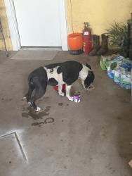 Found/Stray Female Dog last seen Hill valley rd, Orosi, CA 93647