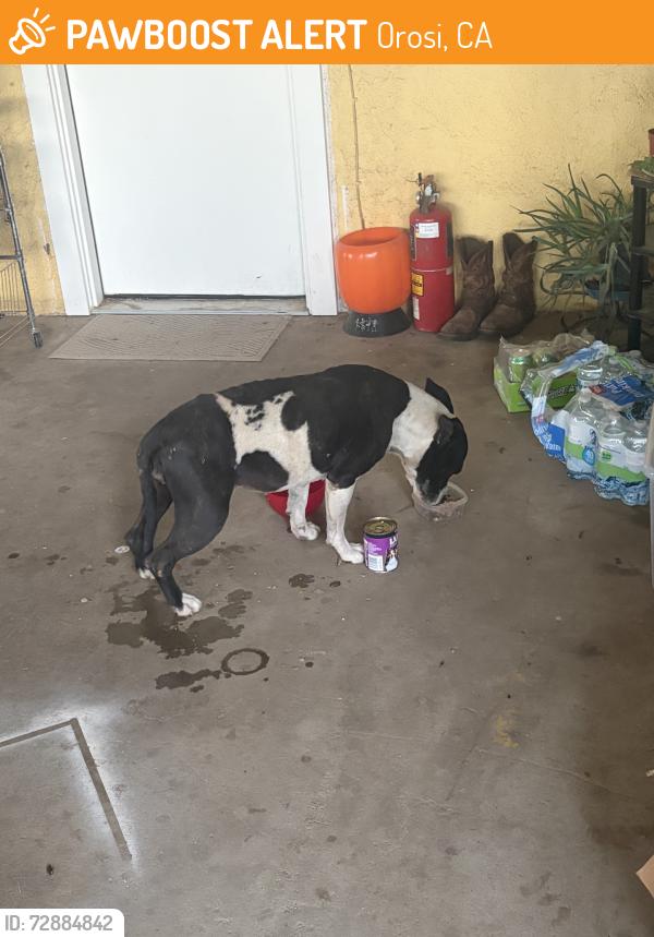 Found/Stray Female Dog last seen Hill valley rd, Orosi, CA 93647