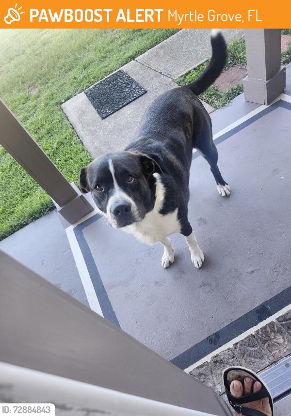 Found/Stray Male Dog last seen 740am on Amberwood Drive, Myrtle Grove, FL 32506