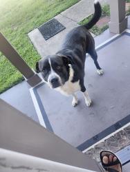 Found/Stray Male Dog last seen 740am on Amberwood Drive, Myrtle Grove, FL 32506