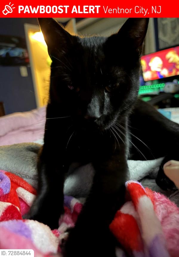 Lost Male Cat last seen Monmouth ave Dorset , Ventnor City, NJ 08406