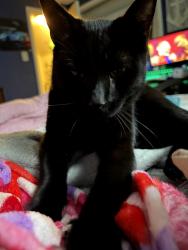 Lost Male Cat last seen Monmouth ave Dorset , Ventnor City, NJ 08406