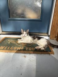 Lost Male Cat last seen Maxwell Drive, Lewisville, TX 75077