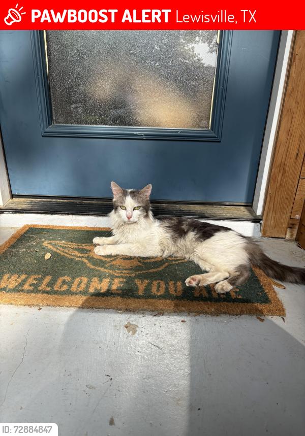 Lost Male Cat last seen Maxwell Drive, Lewisville, TX 75077