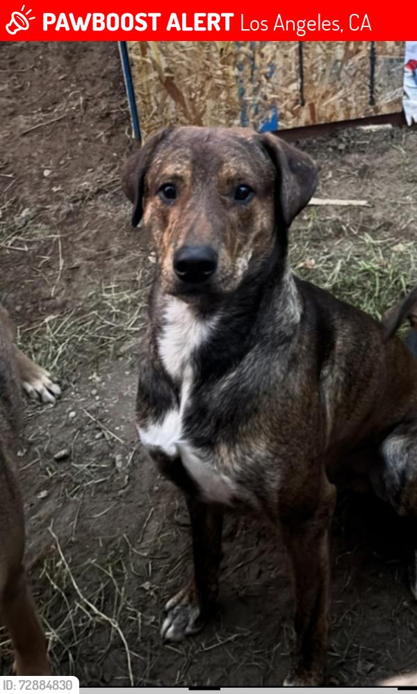 Lost Male Dog last seen Roscoe and Hazeltine, Los Angeles, CA 91402