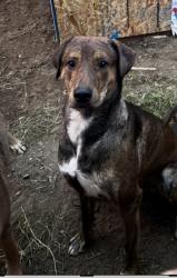 Lost Male Dog last seen Roscoe and Hazeltine, Los Angeles, CA 91402