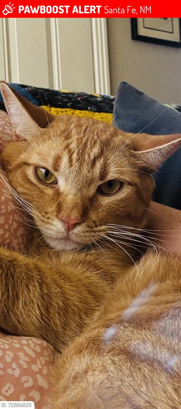 Lost Male Cat last seen Camino Contenda, Santa Fe, NM 87507