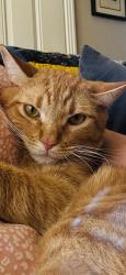 Lost Male Cat last seen Camino Contenda, Santa Fe, NM 87507