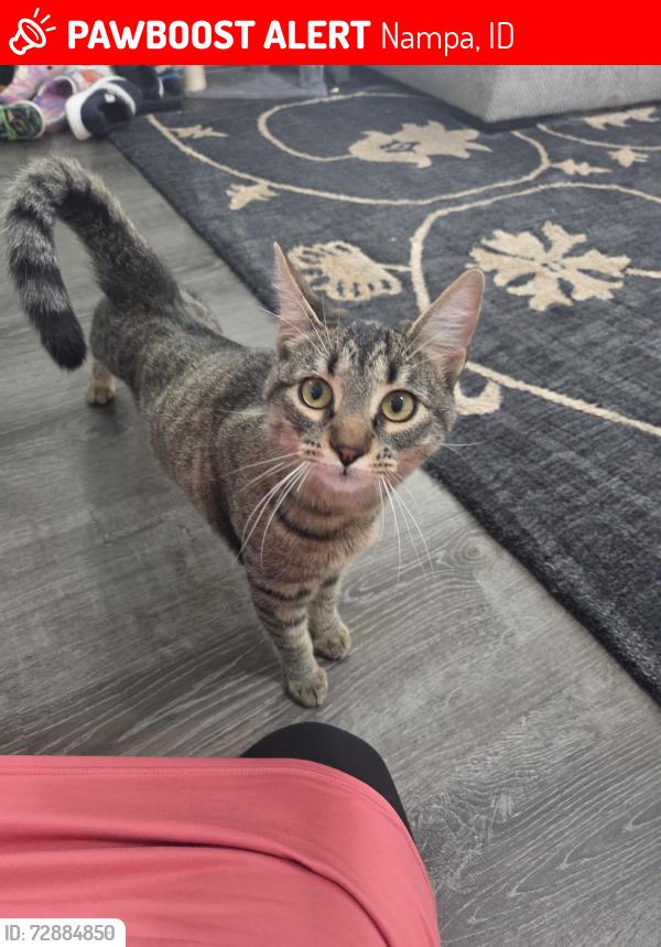 Lost Male Cat last seen Harpster Way, Nampa , Nampa, ID 83687