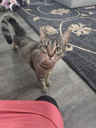 Lost Male Cat last seen Harpster Way, Nampa , Nampa, ID 83687