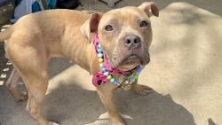 Shelter Stray Female Dog last seen Near Park Hill Avenue, STATEN ISLAND, NY, 10304, Staten Island, NY 10309