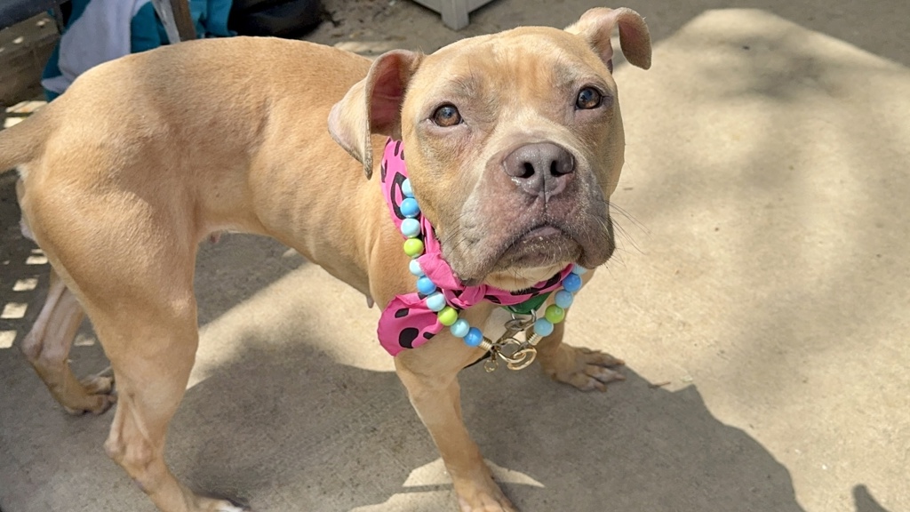 Shelter Stray Female Dog last seen Near Park Hill Avenue, STATEN ISLAND, NY, 10304, Staten Island, NY 10309