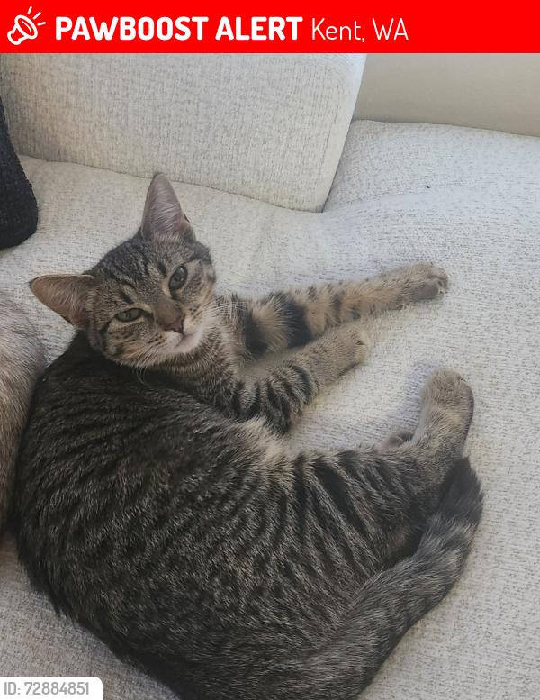 Lost Female Cat last seen Sunrise elementary, Kent , Kent, WA 98031