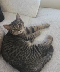 Lost Female Cat last seen Sunrise elementary, Kent , Kent, WA 98031