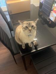 Lost Female Cat last seen Near N Druid Hills Rd Brookhaven, GA  30319 United States, Atlanta, GA 30319