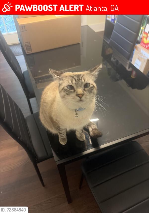 Lost Female Cat last seen Near N Druid Hills Rd Brookhaven, GA  30319 United States, Atlanta, GA 30319