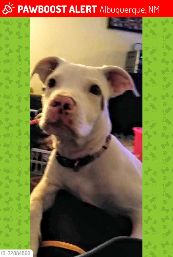 Lost Female Dog last seen Menaul and carlisle , Albuquerque, NM 87110