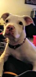Lost Female Dog last seen Menaul and carlisle , Albuquerque, NM 87110