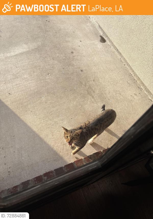 Found/Stray Unknown Cat last seen laplace , LaPlace, LA 70068