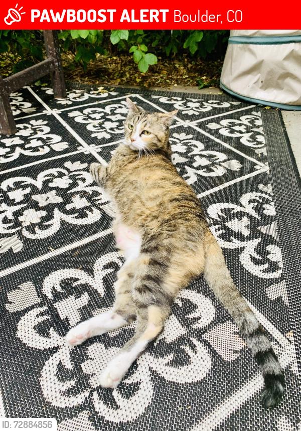 Lost Female Cat last seen 9th & North Streets, Boulder, Boulder, CO 80304