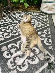 Lost Female Cat last seen 9th & North Streets, Boulder, Boulder, CO 80304