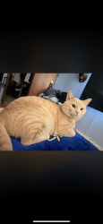 Reunited Male Cat last seen 52nd & 20th st s , Fargo, ND 58104