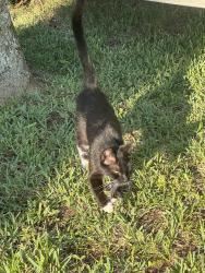 Found/Stray Unknown Cat last seen 11th Street and A1A beach blvd, St. Augustine Beach, FL 32080