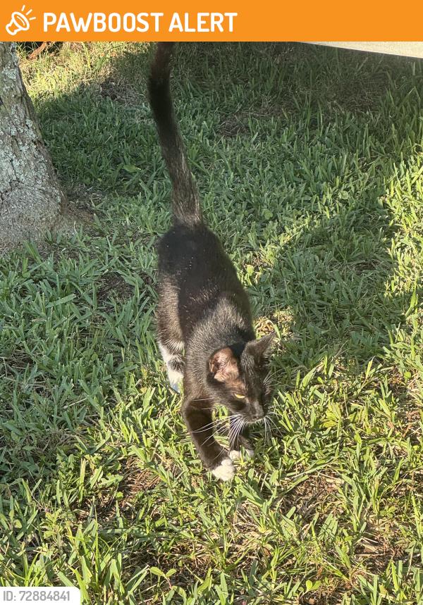 Found/Stray Unknown Cat last seen 11th Street and A1A beach blvd, St. Augustine Beach, FL 32080