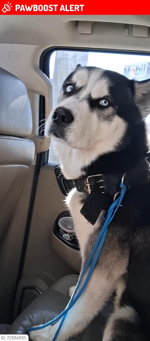 Lost Male Dog last seen Trail between devore and cajon, San Bernardino County, CA 92407