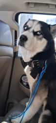 Lost Male Dog last seen Trail between devore and cajon, San Bernardino County, CA 92407