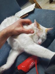 Lost Male Cat last seen Dakota Ave, Savage, MN 55378