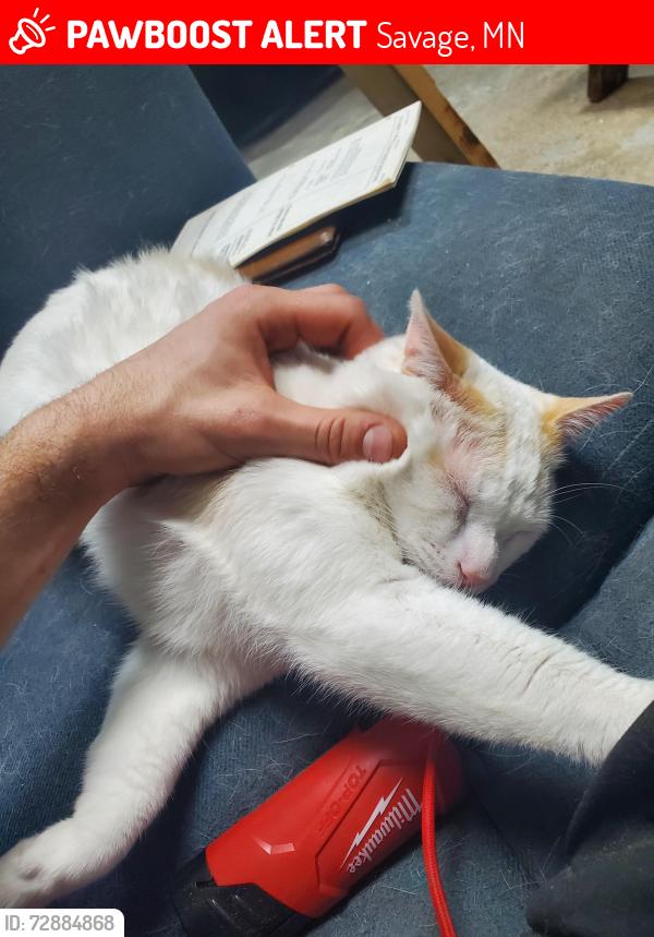 Lost Male Cat last seen Dakota Ave, Savage, MN 55378