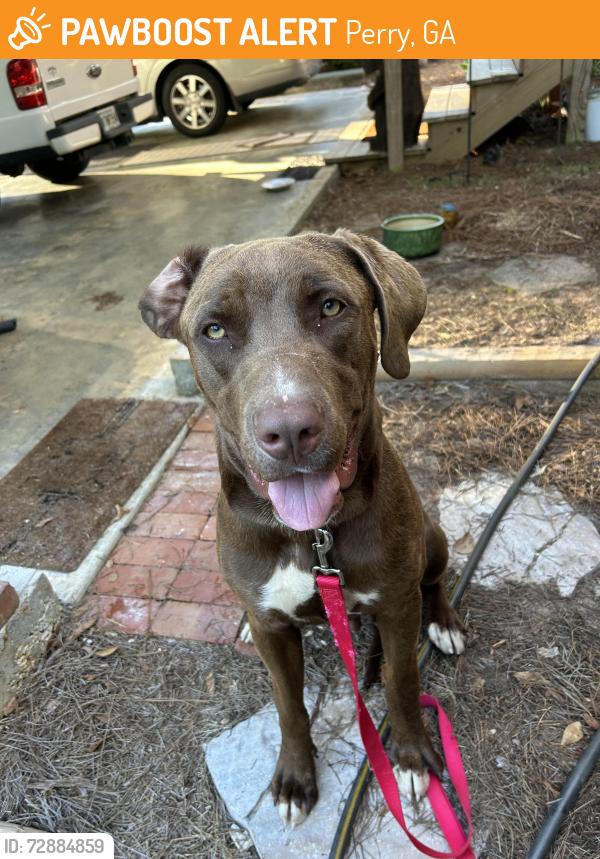 Found/Stray Male Dog last seen Near circle , Perry, GA 31069