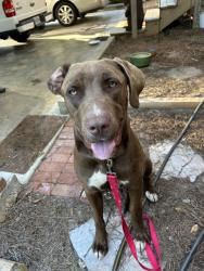 Found/Stray Male Dog last seen Near circle , Perry, GA 31069