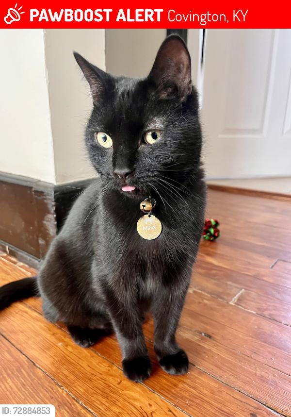 Lost Male Cat last seen Rogers Ln, Decoursey, Covington, KY 41015