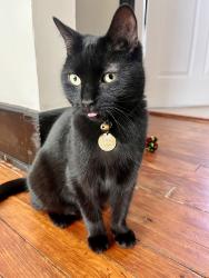 Lost Male Cat last seen Rogers Ln, Decoursey, Covington, KY 41015