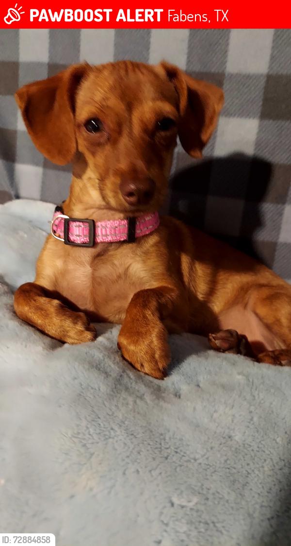Lost Female Dog last seen Fabens st, Fabens, TX 79838