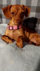 Lost Female Dog last seen Fabens st, Fabens, TX 79838