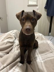 Reunited Male Dog last seen Marsh green, Wigan, England 