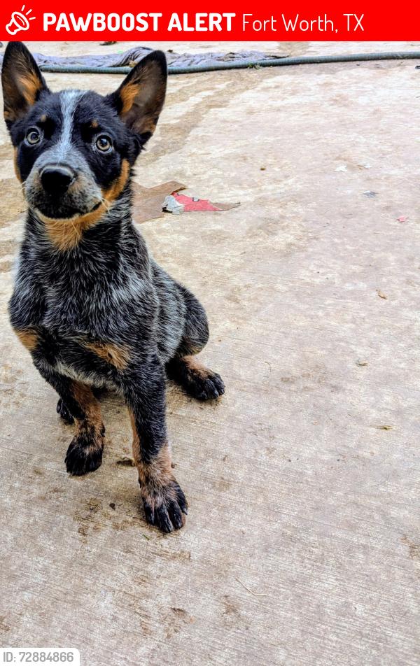 Lost Male Dog last seen NW 24th St, Fort Worth, TX 76164, Fort Worth, TX 76106
