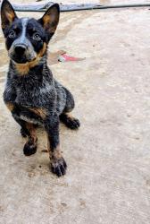 Lost Male Dog last seen NW 24th St, Fort Worth, TX 76164, Fort Worth, TX 76106