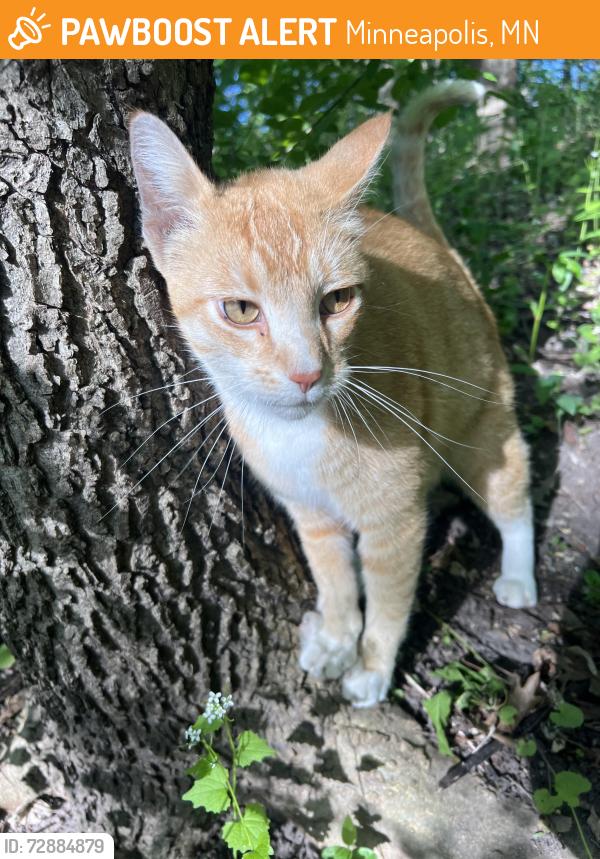 Found/Stray Unknown Cat last seen Near east minnehaha , Minneapolis, MN 55419