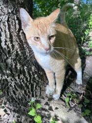 Found/Stray Unknown Cat last seen Near east minnehaha , Minneapolis, MN 55419