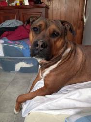 Lost Male Dog last seen Goodyear plant, Topeka, KS 66618