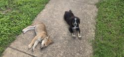 Found/Stray Male Dog last seen Ashby pl, San Antonio, TX 78228