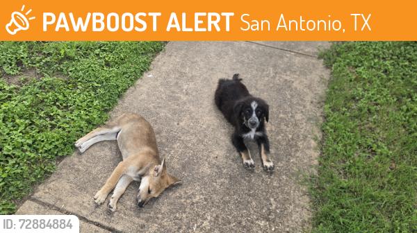Found/Stray Male Dog last seen Ashby pl, San Antonio, TX 78228